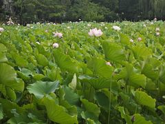 -莲湖公园