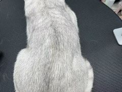 -唐小姐の猫狗洗护·购宠旗舰店(周浦万达店)