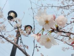 -西北湖绿化广场