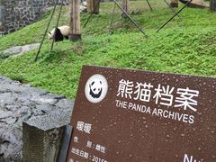 -都江堰中华大熊猫苑
