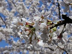 -高东镇樱花园