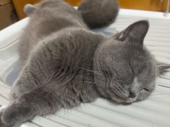 -北京观赏动物医院·24小时大型综合·猫专科·异宠专科