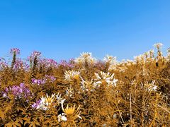 -径山花海