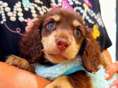 -萌宠之家·腊肠犬·马尔泰·小体犬舍