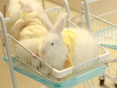 -怪兽屋·羊驼·猫咖·狗咖(俊华广场店)