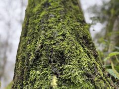 -秦岭终南山世界地质公园翠华山景区