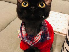 -momokira米努特·德文卷毛猫·棉花面纱犬