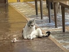 -猫猫幼稚园·撸猫·桌游·电玩