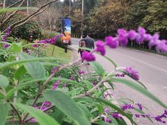 -铁山坪森林公园