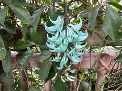 -中国科学院华南植物园
