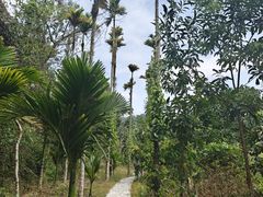 -海南热带雨林国家公园吊罗山景区