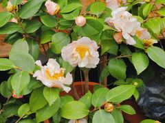 -桂林市花鸟市场