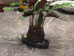 -同庆楼(滨湖万达广场店)