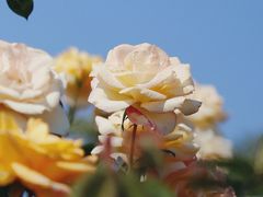 -香蜜公园