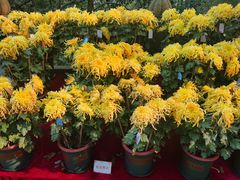 -南山植物园