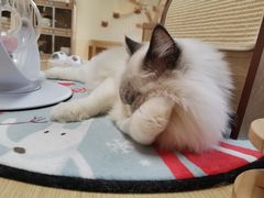 -猫和宫(六道口店)