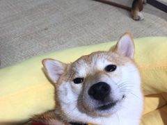 -逗柴咖啡屋·狗咖猫咖宠物桌游