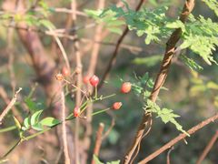 -盘龙城国家考古遗址公园