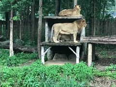 -清迈夜间动物园