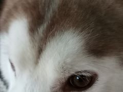 -Husky Go! 哈士奇体验馆·宠物咖啡厅狗咖