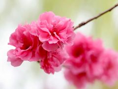 -海棠花溪(元大都城垣遗址公园)