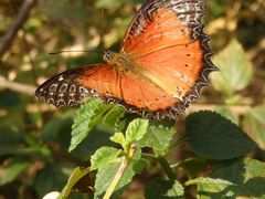 -西双版纳融创皇冠假日度假酒店