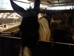 -元鼎宝驴香·全驴宴(江宁店)