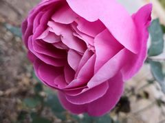 -东方巨龟苑景区