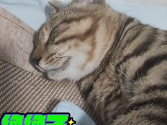 -瑞鹏宠物医院·猫科·宠保定点(梅溪湖分院)
