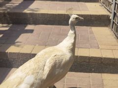 -青藏高原野生动物园