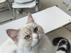 -怪兽屋·羊驼·猫咖·狗咖(俊华广场店)