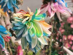 -杭州植物园