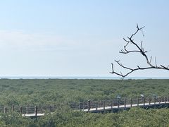 -北海金海湾红树林生态旅游区
