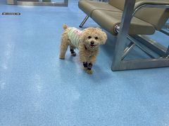 -万博宠物医院·手术·诊疗(未央凤城五路店)