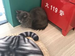 -飞行喵MR PILOT|猫舍·猫咖(静安大融城店)