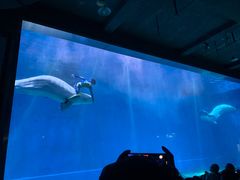 -芜湖新华联大白鲸海洋公园