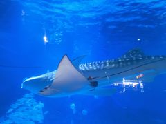 -烟台海昌鲸鲨海洋公园