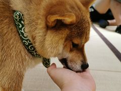-逗柴咖啡屋·狗咖猫咖宠物桌游