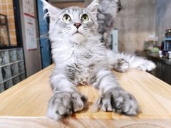 -十年猫舍·猫咪专门店(普陀店)