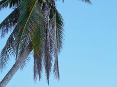 -东郊椰林