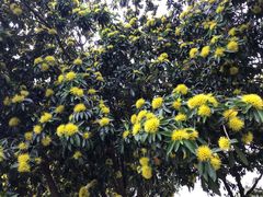 -广东花都香草世界旅游度假区