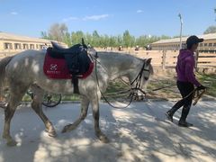 -北京群众马术培训基地