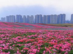 -洋湖国家湿地公园