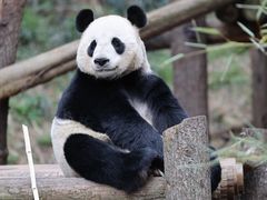 -红山森林动物园