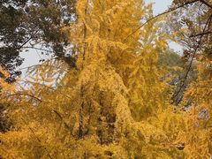 -四川大学(望江校区)