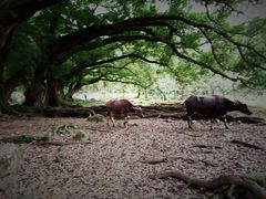 -北岐滩涂