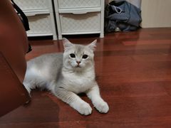 -东方名猫馆·英短金渐层布偶猫舍(环线广场1号楼店)