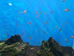 -海合安武汉极地海洋公园