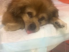 -瑞派福兴宠物医院犬猫全科·骨科·中西医结合(河东店)