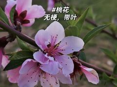 -梅花山(明孝陵内)